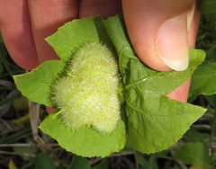 Dalechampia scandens natalensis