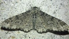 Biston betularia