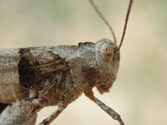 Oedipoda charpentieri