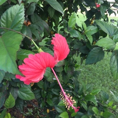 Hibiscus × archeri