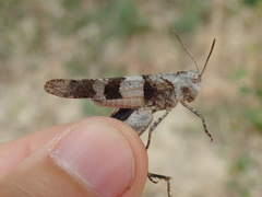 Oedipoda charpentieri