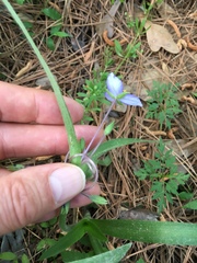 Tradescantia subacaulis