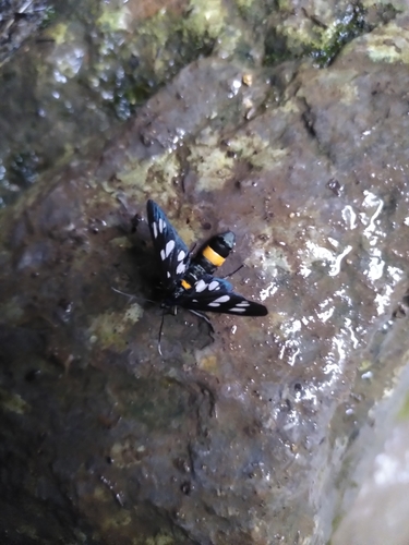 Nine-spotted Moth photo 5