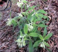 Lithospermum helleri