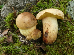 Butyriboletus appendiculatus