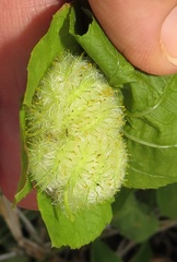 Dalechampia scandens natalensis