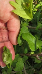 Dalechampia scandens natalensis