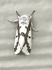 Euerythra phasma