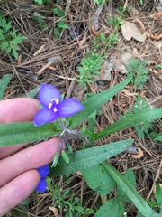 Tradescantia subacaulis
