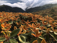 Rhododendron hyperythrum