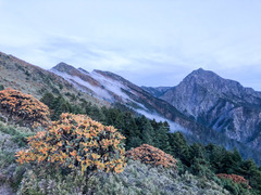 Rhododendron hyperythrum