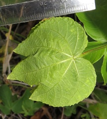 Dalechampia scandens natalensis