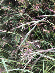 Elymus tsukushiensis