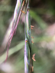 Elymus tsukushiensis