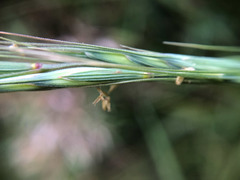 Elymus tsukushiensis