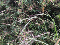 Elymus tsukushiensis