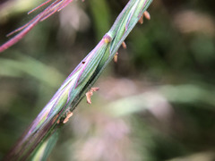 Elymus tsukushiensis