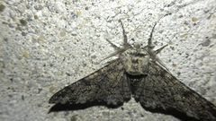 Biston betularia