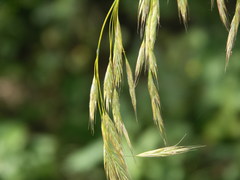 Bromus benekenii