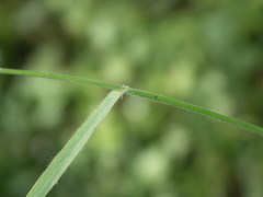 Bromus benekenii