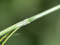 Bromus benekenii