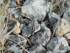Ramburiella hispanica