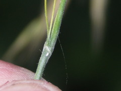 Bromus benekenii