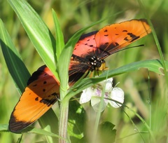 Acraea natalica