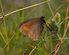 Erebia pharte