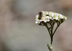 Acmaeodera hepburnii
