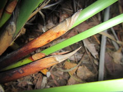 Pseudoschoenus inanis