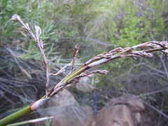 Pseudoschoenus inanis