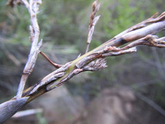 Pseudoschoenus inanis