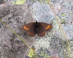 Erebia pharte