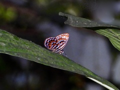 Laxita thuisto