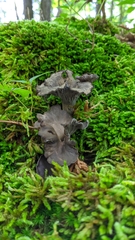 Craterellus foetidus