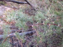 Asparagus retrofractus