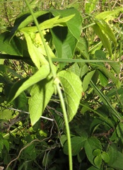 Dalechampia scandens natalensis