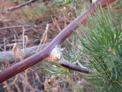 Asparagus retrofractus