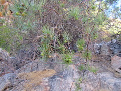 Asparagus retrofractus