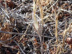 Chaetanthera moenchioides