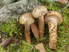 Cortinarius trivialis