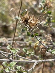 Barleria saxatilis