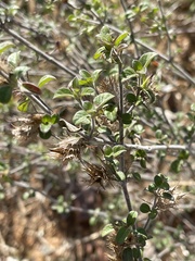 Barleria saxatilis