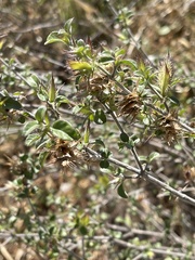 Barleria saxatilis