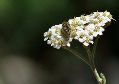 Acmaeodera hepburnii