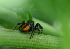 Phidippus clarus