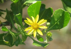 Osteospermum moniliferum