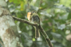 Rhynchocyclus brevirostris