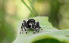 Phidippus clarus